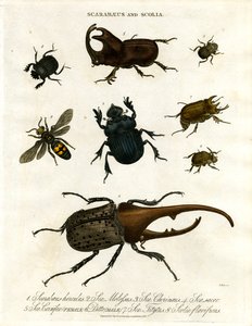 Scarabaeus und Scolia (Käfer und Grabwespen)