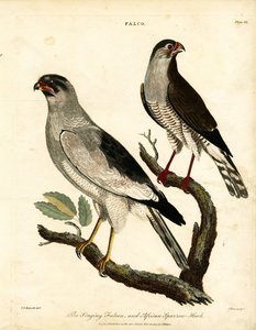 Singfalke und Afrikanischer Sperber
