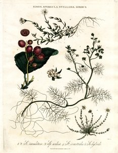 Sison; Spergula; Stellaria; Sorbus