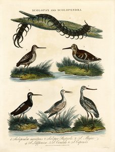Schnepfen (Scolopax) und Tausendfüßler (Scolopendra)