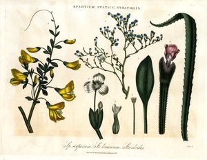 Spartium; Statice und Stratiolis von John Pass