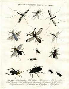 Tenebrio; Tenthedo; Thrips und Tipula - Insektenvielfalt