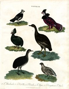 Tetrao Arten (Auerhuhn)