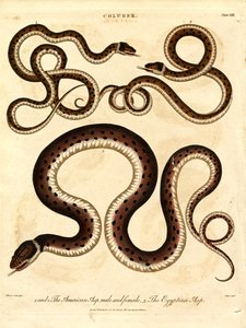 Die Amerikanische Asp; männlich und weiblich; und die Ägyptische Asp