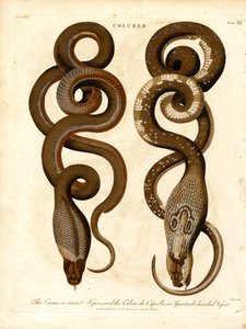 Der Cæcus; oder geheime Viper; und die Cobra de Capello; oder Brillenschlange