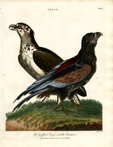 Der Griffard-Adler und der Bootsmann