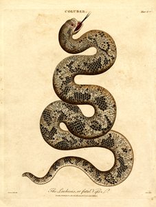 Die Lachesis oder tödliche Viper
