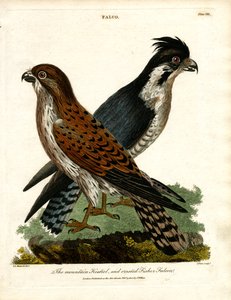 Der Bergfalke und der Haubenfischerfalke