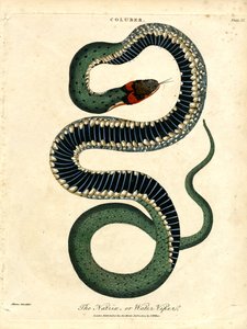 Die Natrix oder Wasserviper