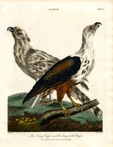 Der Lärmadler und der Langschwanzadler