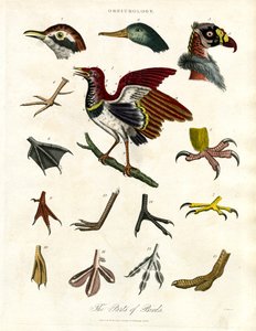 Die Teile der Vögel