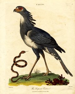 Der Sekretärvogel oder Schlangenfresser
