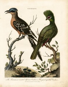 Der Turako und der Große Fleckenkuckuck von John Pass