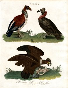 Drei Geierarten (Vultur)