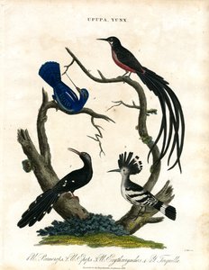 Upupa und Yunx (Wiedehopf und Wendehals)