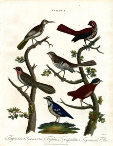 Verschiedene Drosselarten (Turdus) von John Pass