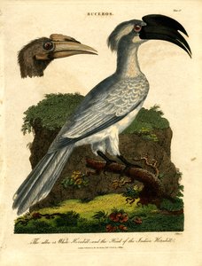Weißer Hornvogel und Indischer Hornvogel