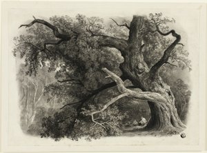Alter Baum im Billah - Sherwood Forest