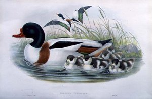 Brandgans (Tadorna Vulpanser) von John and Richter Henry Constantine (after) Gould