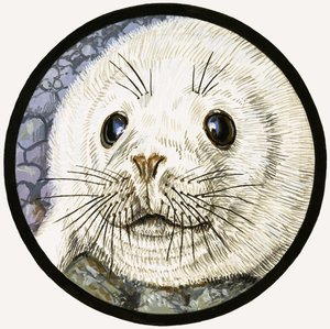 Unser Meeresfreund, der Seehund von John Rignall