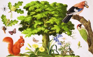 Die wunderbare Eiche von John Rignall
