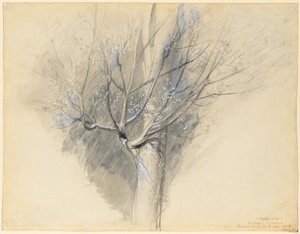 Knospender Ahorn, ca. 1876 von John Ruskin