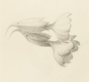 Schlüsselblumen, wahrscheinlich 1871 von John Ruskin