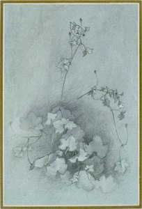 Efeublättriger Toadflax 