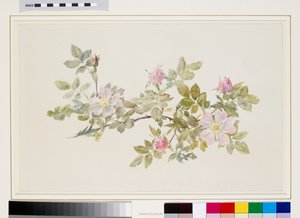 Studie der Wildrose