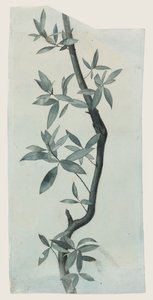 Studie von Weidenblättern, ca. 1857