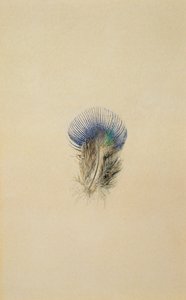Studie einer Pfauenfeder, 1873