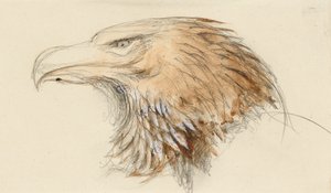 Der Kopf eines gewöhnlichen Steinadlers, aus dem Leben, 8-11 September 1870 von John Ruskin