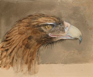 Der Kopf eines gewöhnlichen Steinadlers, aus dem Leben