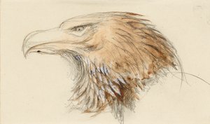 Der Kopf eines gewöhnlichen Steinadlers, aus dem Leben, 8. - 11. September 1870 von John Ruskin