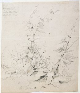 Studie von Unkraut, Kirkstall