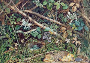 Ein Vogelnest zwischen Brombeeren, Geißblatt und Unterholz von John Sherrin