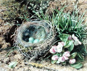 Vogelnest und Blüte von John Sherrin