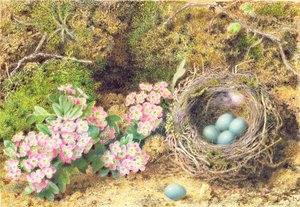 Vogelnest und Blüte von John Sherrin