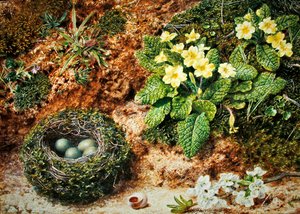 Vogelnest mit Primeln von John Sherrin