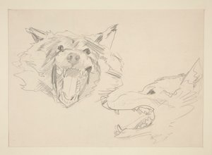 Zwei Ansichten eines Wolfes