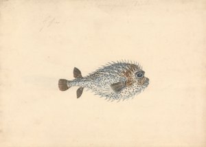 Ein Igelfisch von John Smart