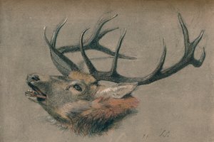 Studie eines Hirschkopfes, ca. 1901 von John Sydney Steel