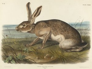 Texianischer Hase, 1848 (handkolorierte Lithografie auf Velinpapier) von John T. Bowen