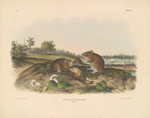 Baumwollratte