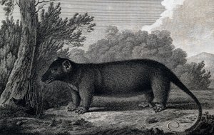 Opossum, Gravur nach einer Zeichnung von John Webber (1750-1793) während der dritten Reise von James Cook