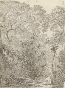 Die Fächerpalme von Krakatau von John Webber