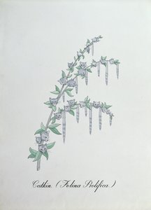 Kätzchen (Felina Prolifica.), Illustration aus 