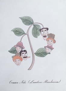 Gemeine Nüsse. (Lunatica Marxbrosium), Illustration aus 