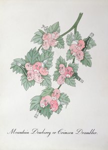 Berg-Taubnessel oder Purpur-Drambler, Illustration aus 
