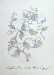 Dachwurz des Klempners (Wassertröpfchen), Illustration aus 